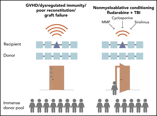 Hematopoietic stem cell transplantation between donors and recipients mismatched on 1 or more HLA alleles has historically been high risk because of complications including GVHD and dysregulated immunity. Studies of donor pools show that if HLA mismatch transplantation were safer, the vast majority of patients could receive a transplant. The Kornblit et al study of nonmyeloablative conditioning with triple-agent immunosuppression in a phase 2 clinical trial shows an improved safety profile that suggests a new option to allow more patients to receive a transplant. MMF, mycofenolate mofetil; TBI, total body irradiation.
