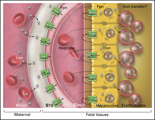 Hepcidin secreted by the fetal liver does not appreciably affect placental iron delivery to the fetus through ferroportin (Fpn) on syncytiotrophoblast (STB) but does inhibit the efflux of iron from fetal hepatocytes through Fpn into fetal blood, presumably by an autocrine/paracrine mechanism. Retention of iron in fetal hepatocytes is required for effective fetal erythropoiesis in the liver, possibly because hepatocytes can transfer iron to adjacent erythroblasts. Professional illustration by Somersault18:24.