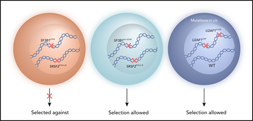 Myeloid malignancy patient cells with 2 common splicing factor mutations, such as SF3B1K700E and SRSF2P95H/L/R mutations, are selected against. Selection can occur instead for cells with 2 splicing factor mutations that include less common alleles, such as SF3B1non-K700E mutations (or rare amino acid changes at SRSF2 P95). Selection of cells with combined U2AF1S34 and U2AF1Q157 mutations has been shown when the 2 mutations occur in cis with preservation of 1 wild-type U2AF1 allele. WT, wild-type.