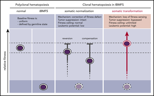 Somatic pathways of clonal expansion in IBMFSs. HSPCs in IBMFSs have impaired baseline global fitness compared with normal HSPCs. Somatic mutations can lead to the development of CH by improving fitness over the germline state. Somatic normalization occurs through correction of the fitness defect by reversion or compensation, with intact tumor-suppressor pathways. Improvement in fitness is limited to a maximum of wild-type levels, and leukemic potential is low. In contrast, somatic transformation occurs through loss of fitness sensing, with bypass of tumor-suppressor pathways. Improvement in fitness is theoretically unlimited, and leukemic potential is high.