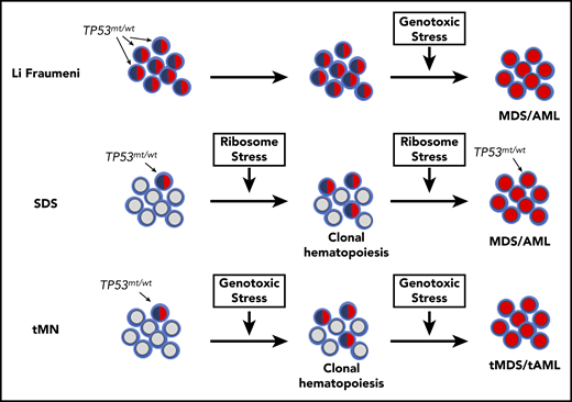 Model of MDS/AML pathogenesis in SDS, Li Fraumeni syndrome, and tMN. In Li Fraumeni syndrome, all of the HSPCs carry heterozygous TP53 mutations (indicated by blue/red shaded cells). In the absence of genotoxic stress (eg, chemotherapy), there is no selective pressure to mutate the second allele. Thus, MDS/AML in Li Fraumeni syndrome is uncommon. In SDS, mutations of SBDS lead to chronic ribosome stress, which can select for HSPCs that have mutated 1 allele of TP53 and result in TP53-mutated CH. Continued ribosome stress then selects for HSPCs in which both TP53 alleles are mutated (red shaded cells), which ultimately leads to MDS/AML. Patients undergoing treatment with cytotoxic chemotherapy or radiation experience significant genotoxic stress, resulting in selection of HSPCs carrying age-related TP53 mutations. In this model, repeated exposure to cytotoxic therapy selects for HSPCs carrying biallelic TP53 mutations, which ultimately leads to MDS/AML. Other hematopoietic stressors, such as chronic inflammation, may promote progression from CH to myeloid malignancy in a similar fashion by providing a fitness advantage to HSPCs carrying mutations in other genes besides TP53. tAML, therapy-related AML; tMDS, therapy-related MDS.