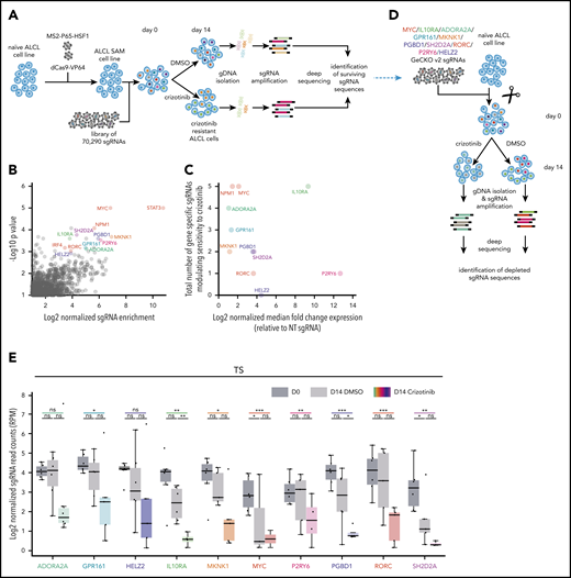 CRISPR overexpression screens identify genes modulating crizotinib sensitivity in ALCL cell lines. (A) Schematic diagram of the CRISPR-dCas9–based overexpression screen for the identification of genes whose activation modifies sensitivity to crizotinib in ALCL cell lines. A crizotinib/DMSO selection pressure is applied, and gDNA is harvested on day 0 and after 14 days of treatment. The sgRNA regions are amplified from gDNA and then analyzed by next-generation, sequencing followed by statistical analyses. (B) Scatterplot showing robust rank aggregation P values calculated using MAGeCK38 and plotted against the fold change in sgRNA enrichment between day-14 DMSO and day-14 crizotinib of genes detected in ≥2 of the 3 (K299/DEL/SUP-M2) ALCL cell lines tested. (C) Fold change in expression levels of the CRISPR screen candidate genes modulated by CRISPR overexpression for 2 sgRNAs relative to nontargeting (NT) control sgRNA determined at baseline in 4 ALK+ ALCL cell lines (K299/DEL/SUP-M2/SU-DHL-1) plotted against the total number of gene-specific sgRNAs that modified sensitivity to crizotinib in 48-hour CellTiter-Blue assays. Individual overexpression levels for each sgRNA and for separate ALCL cell lines can be found in supplemental Figure 1I. (D) Schematic diagram of the CRISPR-Cas9-based mini knockout screen for the identification of genes whose knockout modifies sensitivity to crizotinib in ALCL cell lines. A crizotinib/DMSO selection pressure is applied, and gDNA is harvested on day 0 and after 14 days of treatment. The sgRNA regions are amplified from gDNA and then analyzed by next-generation sequencing, followed by statistical analyses. (E) Read counts of 6 sgRNAs targeting the indicated genes before and after a 14-day incubation with DMSO/crizotinib in the SUP-M2–derived TS cell line. Data are means ± standard deviation with read counts for individual sgRNAs (n = 6) plotted as dots. *P < .05. **P < .01, ***P < .001, unpaired Welch-corrected t test. ns, not significant.