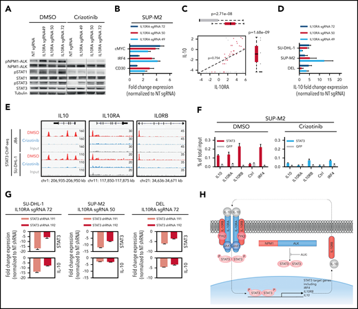 STAT3 is activated independently of NPM1-ALK through the IL10/IL10R signaling pathway upon crizotinib inhibition. (A) Western blot analysis of differential JAK/STAT signaling activation in response to individual nontargeting (NT) sgRNA control or IL10RA sgRNA overexpression in SUP-M2 cells. Cells were treated with DMSO or 1000 nM crizotinib for 1 hour. Phosphorylated STAT3 (pSTAT3) levels normalized to STAT3 and relative to NT sgRNA (lane 5: 1, lane 6: 8.6, lane 7: 59.1, lane 8: 67.8). Blot is representative of 3 independent experiments. Lines indicate different blots. (B) Fold change in transcript level of the indicated STAT3 target genes relative to GAPDH and relative to NT sgRNA in SUP-M2 cells expressing sgRNAs targeting IL10RA and treated with 1000 nM crizotinib for 1 hour. Data are means ± standard deviation (SD) (n = 3). (C) Correlation between IL10RA and IL-10 mRNA expression levels in the Human Protein Atlas RNA-seq datasets, including nontransformed (red) and cancer (gray) cell lines. (D) Fold change in IL-10 mRNA expression levels in crizotinib-treated ALCL cell lines expressing sgRNAs inducing expression of IL10RA. Data are means ± SD (n = 3). (E) STAT3 ChIP-seq tracks near the IL10/IL10RB/IL10RA loci in ALCL cell lines treated for 3 hours with crizotinib (300 nM) or DMSO. (F) STAT3 ChIP-seq validation by ChIP, followed by qPCR, of the IL10/IL10RA/IL10RB and IRF4 TSSs in SUP-M2 cells treated for 3 hours with crizotinib (1000 nM) or DMSO. Data are means ± SD of technical replicates; experiment was performed independently 3 times. IRF4 served as a positive control. (G) Fold change in expression levels of STAT3 and IL-10 on STAT3 shRNA induction in the indicated ALCL cell lines compared with NT control shRNA and simultaneous expression of sgRNAs inducing overexpression of IL10RA. Data are means ± SD (n = 3). (H) Model summarizing the mechanism by which IL10RA overexpression leads to ALK TKI resistance.