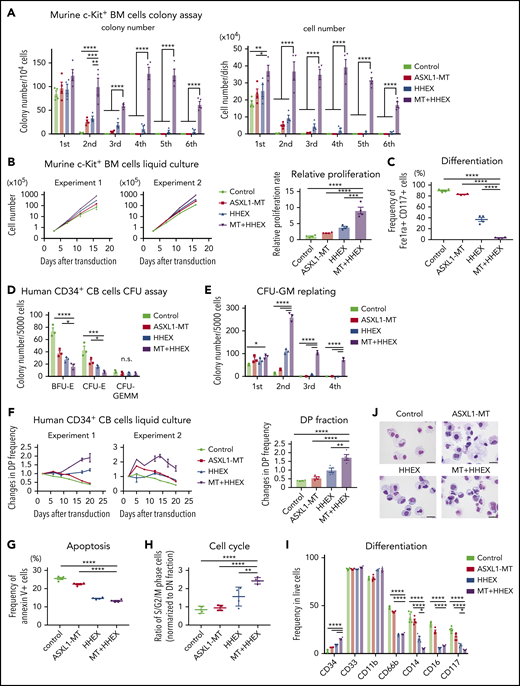 ASXL1-MT and HHEX enhanced proliferation and impaired differentiation of myeloid progenitor cells in vitro. (A-C) c-Kit+ BM cells derived from control or ASXL1-MT-KI mice were transduced with control/HHEX (coexpressing NGFR). NGFR-positive cells were sorted 48 hr after transduction. (A) A total of 104 cells were cultured in M3234 Methocult containing myeloid-enriched cytokines (n = 4). Shown are weekly colony counts per 104 replated cells (left), and the number of cells per well (right). (B, C) Cells were cultured in media containing myeloid-enriched cytokines. (B) Shown are proliferation of the cells from 2 independent experiments (left), and the relative proliferation rate at the end of culture (right; n = 4). (C) Mast cell maturation was assessed by the ratio of FceIRa and CD117 double-positive cells (enriched with mature mast cells) at the end of culture (n = 4). (D-J) Human CD34+ CB cells were transduced with vector/ASXL1-MT (coexpressing GFP) and vector/HHEX (coexpressing NGFR). (D, E) GFP/NGFR double-positive (DP) cells were sorted 48 hr after transduction. A total of 5000 GFP/NGFR DP cells were cultured in H4434 Methocult classic. Shown are the number of BFU-E, CFU-E, and CFU-GEMM at day 10 (D), and the colony-replating ability of CFU-GM per 5000 cells (E). (F-J) After retroviral transduction to CD34+ CB cells, cells were cultured in media containing myeloid-enriched cytokines. (F) Shown are the changes of GFP/NGFR DP cell frequency from duplicated wells. Two independent representative experiments (left) and the statistical analysis (right) are shown. (G, H) Apoptosis (G) and cell cycle (H) status in each GFP/NGFR double-positive fraction of the cells described in panel F at day 7 (n = 4 each). (I, J) Expression of the indicated surface markers (I; n = 4) and cytospin preparation (J; scale bars, 20 μm) at day 20. Statistical analyses were performed by 1-way analysis of variance (ANOVA) with Tukey’s multiple comparisons test. Data are shown as mean ± standard error of the mean (SEM). *P < .05; **P < .01; ***P < .001; ****P < .0001.
