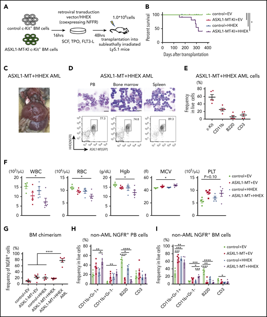 ASXL1-MT and HHEX cooperatively blocked differentiation and enhanced the susceptibility of leukemic transformation in vivo. (A) Schematic presentation of BM transplantation model. (B) Kaplan-Meier curve for the survival of the mice transplanted with control/HHEX transduced c-Kit+ BM cells derived from control or ASXL1-MT-KI mice (n = 12 each group, log-rank test). (C) Representative hepatosplenomegaly in leukemic mice transplanted with HHEX-expressing c-Kit+ ASXL1-MT-KI BM cells. (D) Cytospin preparation of PB, BM, and spleen cells from leukemic mice induced by ASXL1-MT, and HHEX (upper, scale bars: 20 μm) and representative FACS plots (lower). (E) Distribution of the indicated surface markers in leukemic cells infiltrating BM induced by ASXL1-MT and HHEX (n = 5). (F-J) Analyses of nonleukemic mice of the indicated groups at the end-stage (control+EV, n = 4; ASXL1-MT+EV, n = 5; control+HHEX, n = 4; ASXL1-MT+HHEX, n = 5). (F) Blood counts of peripheral white blood cells (WBC), red blood cells (RBC), hemoglobin (Hb), mean corpuscular volume (MCV), and platelets (PLT). (G) BM chimerism of NGFR+ cells at the end-stage of nonleukemic mice and leukemic mice by ASXL1-MT and HHEX expression. (H, I) Lineage composition of the NGFR-positive cells from PB (H) and BM (I). (J) The frequency of HSPCs of the NGFR+ cells. (K) Cytospin preparation of NGFR+ BM cells from the indicated recipient mice (left) and the distribution of lymphocytes and mature, immature, and blast-like myeloid cells (right; n = 3). (F-K) Statistical analyses were performed by 1-way ANOVA with Tukey’s multiple comparisons test. Data are shown as mean ± SEM. *P < .05; **P < .01; ***P < .001; ****P < .0001. CMP, common myeloid progenitor; LK, Lineage−, Sca-1−, c-Kit+; LSK, Lineage−, Sca-1+, c-Kit+; MEP, megakaryocyte-erythroid progenitor.