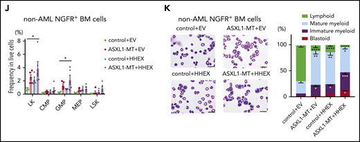 ASXL1-MT and HHEX cooperatively blocked differentiation and enhanced the susceptibility of leukemic transformation in vivo. (A) Schematic presentation of BM transplantation model. (B) Kaplan-Meier curve for the survival of the mice transplanted with control/HHEX transduced c-Kit+ BM cells derived from control or ASXL1-MT-KI mice (n = 12 each group, log-rank test). (C) Representative hepatosplenomegaly in leukemic mice transplanted with HHEX-expressing c-Kit+ ASXL1-MT-KI BM cells. (D) Cytospin preparation of PB, BM, and spleen cells from leukemic mice induced by ASXL1-MT, and HHEX (upper, scale bars: 20 μm) and representative FACS plots (lower). (E) Distribution of the indicated surface markers in leukemic cells infiltrating BM induced by ASXL1-MT and HHEX (n = 5). (F-J) Analyses of nonleukemic mice of the indicated groups at the end-stage (control+EV, n = 4; ASXL1-MT+EV, n = 5; control+HHEX, n = 4; ASXL1-MT+HHEX, n = 5). (F) Blood counts of peripheral white blood cells (WBC), red blood cells (RBC), hemoglobin (Hb), mean corpuscular volume (MCV), and platelets (PLT). (G) BM chimerism of NGFR+ cells at the end-stage of nonleukemic mice and leukemic mice by ASXL1-MT and HHEX expression. (H, I) Lineage composition of the NGFR-positive cells from PB (H) and BM (I). (J) The frequency of HSPCs of the NGFR+ cells. (K) Cytospin preparation of NGFR+ BM cells from the indicated recipient mice (left) and the distribution of lymphocytes and mature, immature, and blast-like myeloid cells (right; n = 3). (F-K) Statistical analyses were performed by 1-way ANOVA with Tukey’s multiple comparisons test. Data are shown as mean ± SEM. *P < .05; **P < .01; ***P < .001; ****P < .0001. CMP, common myeloid progenitor; LK, Lineage−, Sca-1−, c-Kit+; LSK, Lineage−, Sca-1+, c-Kit+; MEP, megakaryocyte-erythroid progenitor.