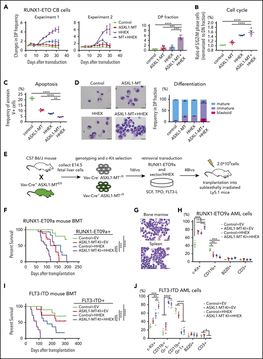 ASXL1-MT and HHEX cooperatively promoted myeloid transformation in RUNX1-ETO and FLT3-ITD. (A) RUNX1-ETO–expressing human CB cells were transduced with vector/ASXL1-MT (coexpressing GFP) and vector/HHEX (coexpressing NGFR). Shown are the changes of GFP/NGFR double-positive (DP) cell frequency from 2 independent experiments (left) and the relative proliferation rate at the end of culture (right, n = 4). (B) The frequency of S/G2/M-phase cells in each DP fraction of the cells described in panel A was normalized to that in the double-negative fraction at day 7 (n = 4). (C) The frequency of Annexin V–positive cells in each DP fraction of the cells described in panel A at day 7 (n = 4). (D) Representative cytospin preparation of RUNX1-ETO–expressing cells transduced with indicated constructs on day 30 (left; scale bars, 20 μm), and the distribution of mature, immature, and blast-like cells (right; n = 3). (E) Schematic presentation of RUNX1-ETO9a–induced leukemia model. (F) Kaplan-Meier curve for the survival of the transplanted mice in each group (Control+EV, n = 15; ASXL1-MT-KI+EV, n = 17; Control+HHEX, n = 15; ASXL1-MT-KI+HHEX, n = 17; log-rank test). (G) Representative cytospin preparation of BM and spleen cells of RUNX1-ETO9a/ASXL1-MT/HHEX induced leukemic mice (scale bars, 20 μm). (H) Composition of the indicated surface markers in RUNX1-ETO9a induced leukemia cells infiltrating BM (Control+EV, n = 3; ASXL1-MT-KI+EV, n = 3; Control+HHEX, n = 4; ASXL1-MT-KI+HHEX, n = 6). (I) Kaplan-Meier curve for the survival of the transplanted mice in each group (Control+EV, n = 10; ASXL1-MT-KI+EV, n = 11; Control+HHEX, n = 11; ASXL1-MT-KI+HHEX, n = 11; log-rank test). (J) Composition of the indicated surface markers in FLT3-ITD induced leukemia cells infiltrating BM (Control+EV, n = 3; ASXL1-MT-KI+EV, n = 3; Control+HHEX, n = 5; ASXL1-MT-KI+HHEX, n = 5). Statistical analyses were performed by 1-way ANOVA with Tukey’s multiple comparisons test. Data are shown as mean ± SEM. *P < .05; **P < .01; ***P < .001; ****P < .0001.