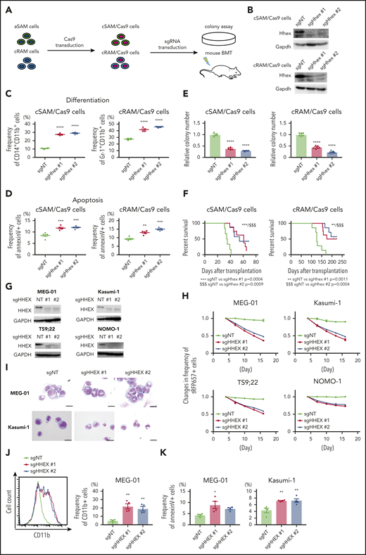 Endogenous HHEX promoted survival of leukemia cells expressing ASXL1-MT. (A) Schematic presentation for experimental procedure for panels B-F. (B) Levels of Hhex protein in cSAM/Cas9 and cRAM/Cas9 cells transduced with NT or 2 independent Hhex-targeting sgRNAs. (C, D) Depletion of endogenous Hhex promoted differentiation (C; n = 4 each) and apoptosis (D; n = 5 each) in cSAM/Cas9 cells and cRAM/Cas9 cells at day 4. One-way ANOVA with Tukey’s multiple comparisons test. (E) Depletion of endogenous Hhex reduced colony-forming activity in cSAM/Cas9 cells (n = 4) and cRAM/Cas9 cells (n = 6). (F) Depletion of endogenous Hhex abrogated leukemogenicity in cSAM/Cas9 cells and cRAM/Cas9 cells. Kaplan-Meier curve for the survival of the transplanted mice in each group (n = 6-8; log-rank test). (G) Levels of Hhex protein in ASXL1-mutated human leukemia cell lines (MEG-01, Kasumi-1, TS9;22, and NOMO-1) transduced with NT or 2 independent HHEX-targeting sgRNAs. (H) Four ASXL1-mutated leukemia cell lines were transduced with NT or HHEX-targeting sgRNAs (coexpressing tRFP657). The cells were cultured in vitro to monitor the changes of the frequency of tRFP657-positive cells in duplicated wells. Results are normalized to the frequency of tRFP657-positive cells of each population on day 4, set to 1. (I) Representative cytospin preparation of control or sgHHEX-transduced MEG-01 and Kasumi-1 cells (scale bars, 20 μm). (J) Representative FACS histogram of CD11b expression of control or sgHHEX-transduced MEG-01 cells at day 7 (left), and the frequency of CD11b-positive cells are shown (right; n = 4). One-way ANOVA with Tukey’s multiple comparisons test. (K) The frequencies of Annexin V–positive cells of control or sgHHEX-transduced MEG-01 and Kasumi-1 cells at day 4 (n = 4). Statistical analyses were performed by 1-way ANOVA with Tukey’s multiple comparisons test. Data are shown as mean ± SEM. *P < .05; **P < .01; ***P < .001; ****P < .0001.