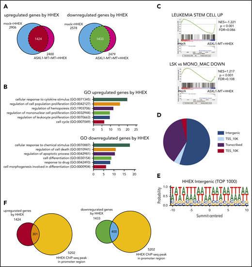 Identification of HHEX target genes by RNA-seq and ChIP-seq analyses. (A) Venn diagrams comparing differentially expressed genes by HHEX expression with or without ASXL1-MT in RNA-seq analysis using RUNX1-ETO–expressing CB cells (P < .05; Student t-test). Overlapped genes in Venn diagrams are defined as upregulated genes (left; 1424 genes) and downregulated genes (right; 1433 genes) by HHEX, respectively. (B) GO for upregulated and downregulated genes by HHEX expression in RUNX1-ETO–expressing cells. The x-axis shows the P value (−log10). Expression of HHEX upregulated genes related to the proliferation of leukocytes and cell cycle (top), and downregulated genes related to apoptosis and differentiation (bottom). (C) GSEA revealed that genes related to leukemia stem cells were more highly expressed in cells expressing ASXL1-MT and HHEX than control cells (upper). Genes enriched in monocyte/macrophage compared with LSK cells were more highly expressed in control cells than in cells expressing ASXL1-MT and HHEX (lower). (D) The pie chart showing distribution of binding sites identified by ChIP-seq analysis. (E) HHEX binding motif of identified by ChIP-seq analysis. (F) Venn diagrams showing overlapping between genes to which HHEX bound at promoter loci and genes upregulated (left) or downregulated (right) by HHEX. A total of 301 genes were identified as candidate genes directly upregulated by HHEX, whereas 400 genes were identified as ones directly downregulated by HHEX.