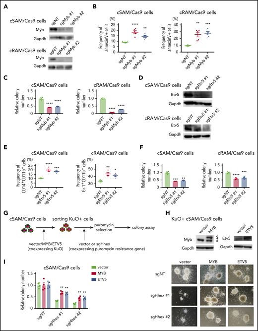 Myb and Etv5 expression were indispensable for ASXL1-MT induced myeloid leukemogenesis. (A) Levels of Myb protein in cSAM/Cas9 and cRAM/Cas9 cells transduced with NT or 2 independent Myb-targeting sgRNAs. Transduction of sgMyb #1 or sgMyb #2 resulted in profound reduction of Myb protein level in cSAM/Cas9 cells and cRAM/Cas9 cells. (B) Depletion of Myb promoted apoptosis in cSAM/Cas9 and cRAM/Cas9 cells at day 4 (n = 4). (C) Depletion of Myb reduced colony-forming activity in cSAM/Cas9 and cRAM/Cas9 cells (n = 5). (D) Levels of Etv5 protein in cSAM/Cas9 and cRAM/Cas9 cells transduced with NT or 2 independent Etv5-targeting sgRNAs. Transduction of sgEtv5 #1 or sgEtv5 #2 resulted in profound reduction of Myb protein level in cSAM/Cas9 cells and cRAM/Cas9 cells. (E) Depletion of Etv5 reduces colony-forming activity in cSAM/Cas9 and cRAM/Cas9 cells (n = 4). (F) Depletion of Etv5 promoted differentiation in cSAM/Cas9 and cRAM/Cas9 cells at day 4 (n = 4). (G) Schematic presentation of experiments in panels H and I. cSAM/Cas9 cells were transduced with vector/MYB/ETV5 (coexpressing KuO). Forty-eight hours after transduction, KuO+ cells were sorted by FACS. Sorted KuO+ cells were transduced with sgNT or Hhex-targeting sgRNAs (coexpressing puromycin resistance gene). After puromycin selection, cells were subjected to a colony-forming assay. (H) Cell lysates extracted from vector/MYB/ETV5-transduced cSAM/Cas9 cells were subjected to immunoblotting with anti-MYB (left), anti-ETV5 (right), and anti-GAPDH antibodies. $, Ectopically expressed MYB. #, Endogenous MYB. (I) Ectopic expression of MYB and ETV5 ameliorated colony-forming activity in Hhex-depleted cSAM/Cas9 cells (left; n = 4) and representative images of the colonies (scale bars, 1 mm). Data are shown as mean ± SEM. Statistical analyses were performed by 1-way ANOVA with Tukey’s multiple comparisons test. *P < .05; **P < .01; ***P < .001; ****P < .0001.