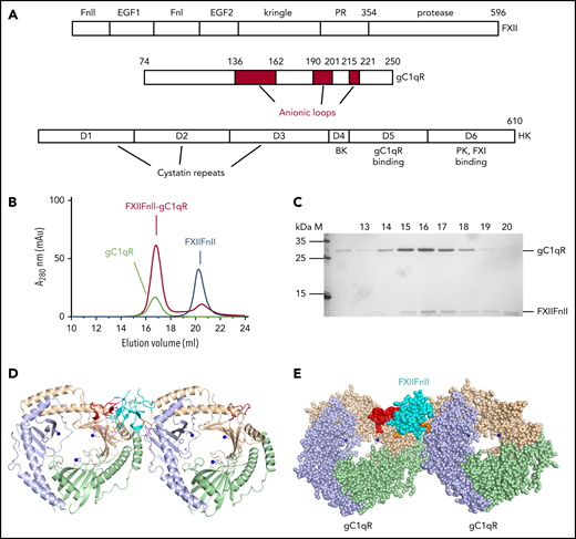 Structure of FXII, gC1qR, and HK. (A) Domain organization of FXII, gC1qR, and HK. The gC1qR anionic loops are red and residue numbers for domain boundaries are labeled. HK domain D4 represents the bradykinin (BK) peptide. (B) Gel filtration elution profiles for FXIIFnII (blue) and gC1qR (black) in isolation and a gC1qR-FXIIFnII mixture (red). (C) Coomassie-stained SDS-PAGE gel of the fractions collected from gel filtration of the FXIIFnII-gC1qR mixture. Lanes labeled 15 to 18 correspond to elution volumes 15 and 18 mL from panel B showing both proteins coeluting as a complex with excess FXIIFnII observed at 20 mL. The first lane (labeled M) is the protein marker, and the second lane is gC1qR in isolation. (D) Diagram of the FXIIFnII-gC1qR complex crystal structure showing the FXIIFnII domain (cyan) in complex with gC1qR (wheat, purple, and green), with Zn2+ in blue, the anionic G1-loop in red, and key interacting side chains as sticks. (E) Space-filling representation of the gC1qR complex with the FXIIFnII domain as spheres (cyan), with residues Arg36 and Arg65 in orange.