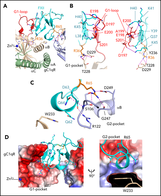 Structure of the FXIIFnII domain gC1qR interface. (A) Diagram of the FXIIFnII-gC1qR complex colored as in Figure 1E. The gC1qR G1-loop, residues 196 to 204 (red), and pockets G1 and G2 are labeled interacting with FXII residues Arg36 and Arg65 (orange) shown as sticks. Electrostatic interactions are shown as purple dotted lines and the Zn2+ as a blue sphere. (B) Interactions of the gC1qR G1-loop with FXII are shown as 2 different views. (C) The gC1qR G2 pocket is shown (purple), and key interacting FXII residues and the gC1qR residue Trp233 are shown as sticks (wheat). (D) A charged surface representation of the gC1qR G1 and G2 pockets, with FXIIFnII in cyan as a cartoon diagram with key interacting side chains as sticks.