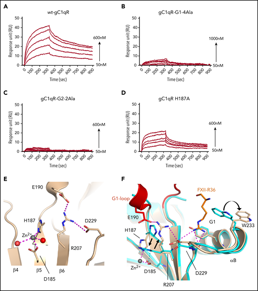 Quantitation of gC1qR binding to FXII using SPR. Plots of SPR sensorgrams measured in response units on the y-axis are shown illustrating wt-gC1qR (A) and gC1qR variants (B-D) binding to immobilized full-length FXII at increasing concentrations indicated. (B) gC1qR variant with 4 Ala substitutions made in the region of the G1 pocket (T228A, D229A, W233A, and Y236A). (C) gC1qR G2-pocket variant (S106A and D249A) and (D) gC1qR variant H187A (Zn2+-binding site ablation). (E) Cartoon diagram showing a close-up view of the gC1qR Zn2+-binding site, with key residues shown as sticks and electrostatic interactions shown as dashed lines (purple). The Zn2+ (gray) and water molecules (red) are shown as solid spheres. (F) Superposition of the FXIIFnII-bound gC1qR (colored wheat with the FXII side chain Arg36 in orange) with the unbound gC1qR structure (cyan) in the region of the G1 pocket illustrating conformational changes. The Arg207 side chain replaces the Zn2+ in coordinating the Asp185 side chain in the ligand-free gC1qR structure. Black arrows indicate gC1qR side-chain movements from ligand-free to FXIIFnII bound. Electrostatic interactions are shown as purple dotted lines.