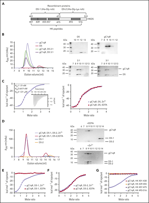 Analysis of gC1qR binding to HKD5. (A) The recombinant HKD5 construct boundaries are shown with residue numbers indicated for D5-1, D5-2, and shorter peptides used in the ITC and gel filtration experiments. (B) Gel filtration of HKD5 combined with gC1qR at different molar ratios. Elution profiles are shown on the left, and Coomassie-stained SDS-PAGE gels of the fractions collected are shown on the right. The 3:1 ratio of HKD5 to gC1qR reveals excess HKD5 eluting separately suggesting the trimer only supports 2 HKD5 polypeptides. (C) ITC measurements of gC1qR binding to HKD5. D5 was titrated into gC1qR in the presence of Zn2+ or EDTA. This was fit to a 3-site sequential binding model with no difference between curves produced in the presence or absence of Zn2+. (D) Gel filtration of D5-1, D5-2, and gC1qR in the presence of 50 μM ZnCl2 (black) or 5 mM EDTA (red) revealing D5-1 has a Zn2+ dependence whereas HKD5-2 does not. (E) ITC experiments with D5-1 and D5-2 respectively titrated into gC1qR in the presence of Zn2+. Similarly to full-length HKD5, D5-1 was fitted to a 3-site sequential binding model, and binding was Zn2+ dependent. (F) The binding of D5-2 was Zn2+-independent and was fit to a single-site binding model with a calculated N = 2. (G) HKD5 derived shorter peptides titrated into gC1qR. All titrations excluding HK 493-516 were performed in the presence of Zn2+. HK 493-516 was the only peptide to show binding, and the curve resulted in binding affinities and N values comparable to D5-2.