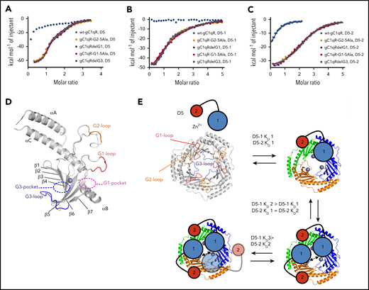 Mapping of the gC1qR-binding site for HKD5. (A-C) ITC experiments with HKD5, D5-1, and D5-2, respectively titrated against the gC1qR variants compared with wt-gC1qR. Deletion of the gC1qR G3-loop (gC1qRdelG3) in blue showed no binding to D5-1 and reduced binding to both HKD5 and D5-2, whereas the other variants were comparable to wt-gC1qR. (D) The HKD5-binding site maps to the region of the G3-loop (blue) that forms the boundary of a pocket (G3, shown as blue dashed ellipse), which extends across the β-sheet to the Zn2+ site (gray sphere). The locations of the G1 pocket (purple dashed ellipse), G2-loop (orange), and G1-loop (red) are shown. (E) A schematic representation of the proposed D5 binding to gC1qR. The ligand-free gC1qR and HKD5 are shown top left. D5-1 is represented as a larger circle (blue) connected to a smaller circle representing D5-2 (red). The larger size of the D5-1 circle is representative that this region binding to gC1qR cannot be emulated by short peptides. gC1qR is shown in gray to represent the Zn2+-free form, and flexible anionic loops are shown colored as in panel D with the G1- and G2-loops radially located and the G3-loop in the center. The binding of D5-1 is sequential whereby tight binding of the first D5-1 (KD1) is followed by subsequently reduced affinity second and third binding events (KD2 and KD3), suggesting a third HKD5 binding is sterically occluded (shown as transparent). The binding of D5-2 to gC1qR is not sequential, and all binding events to gC1qR have equivalent affinity (KD1).