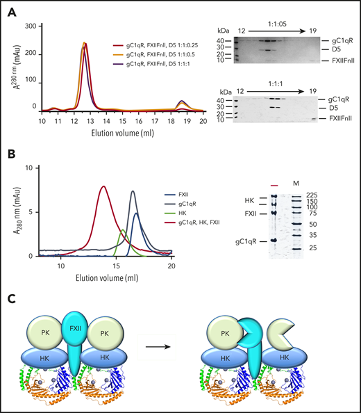 Ternary complexes of FXII, HK and gC1qR analyzed by gel filtration. (A) Analytical gel filtration elution profiles showing FXIIFnII, D5 and gC1qR combined with increasing concentrations of HKD5 in the presence of Zn2+. On the right coomassie stained SDS-PAGE gels showing gC1qR, HKD5 and FXIIFnII in the fractions collected. As the concentration of HKD5 is increased, FXIIFnII shifts from the high-molecular-weight peak to the low-molecular-weight peak, suggesting D5 is outcompeting FXIIFnII for gC1qR binding. (B) Analytical gel filtration (Superose 6 10/300) of full-length proteins HK (green), FXII (blue), gC1qR (black), and the gC1qR-HK-FXII ternary complex (red). Coomassie-stained SDS-PAGE gel showing the peak fraction of the gC1qR-HK-FXII ternary complex. (C) Schematic diagram of a hypothetical FXII-HK-gC1qR-PK complex with a 1:2:6:2 stoichiometry. In this model, gC1qR is capable of stimulating reciprocal FXII-PK activation by aligning the activation loops and active sites of the FXII and PK proteases.