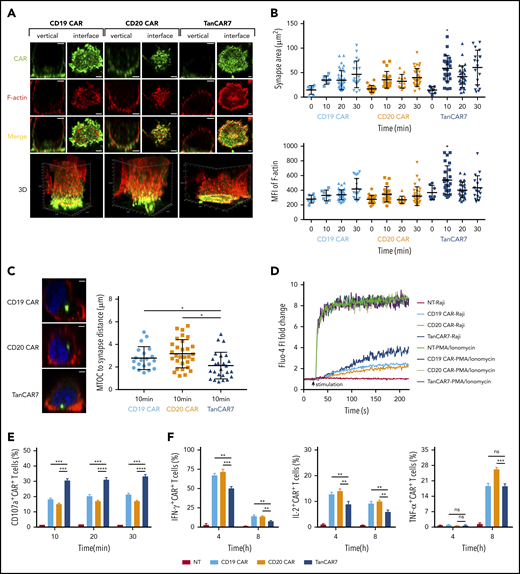 TanCAR7 T cells formed a stable IS and showed faster degranulation than CD19 CAR or CD20 CAR T cells. (A) Representative confocal imaging of synapses formed by CAR T cells. CD19 CAR, CD20 CAR, and TanCAR7 T cells were loaded onto CD19- and CD20-coated lipid bilayers for 10 minutes, fixed, and stained for CAR (green) and F-actin (red). Scale bars, 2 μm. (B) Quantification of IS structures along the lipid bilayer–T-cell focal plane was performed by measuring the synapse area and the mean fluorescence intensity (MFI) of F-actin at 10, 20, and 30 minutes. Three independent experiments were performed, and representative results are shown. Data are mean ± standard deviation (SD). For each group, 7 to 39 random CAR+ cells were imaged and evaluated. P values were calculated with the Kolmogorov-Smirnov test. (C) Representative MTOC confocal imaging of CAR T cells (left panels). Sorted CD19 CAR, CD20 CAR, and TanCAR7 T cells were loaded onto CD19- and CD20-coated lipid bilayers for 10 minutes. Fixed and permeabilized CAR T cells were stained for γ tubulin (green), F-actin (red), and the nucleus (Hoechst 33342, blue). MTOC polarization at the IS. Data are mean ± SD (right panel). For each group, 20 to 30 random cells were imaged and evaluated. Three independent experiments were performed, and representative results are shown. P values were calculated with the Kolmogorov-Smirnov test. Scale bars, 2 μm. (D) CAR T cells assessed by flow cytometry. The cells were labeled with Fluo-4, AM, stimulated with Raji cells or phorbol 12-myristate-13-acetate/ionomycin, and evaluated by flow cytometry. Three independent experiments were performed, and representative results are shown. CD107a (E) and cytokine (F) expression by CAR T cells, as determined by the percentage of positive cells in flow cytometric analyses. Three independent experiments were performed, and representative results are shown. All data are mean ± SD. *P < .05, **P < .01, ***P < .001, ****P < .0001. IFN-γ, interferon-γ; ns, not significant (P > .05); NT, nontransduced; PMA, phorbol 12-myristate-13-acetate; TNF-α, tumor necrosis factor-α.