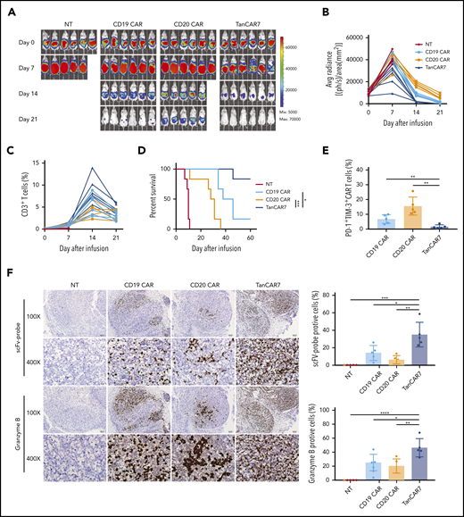 TanCAR7 T cells showed superior antisolid tumor activity in vivo. NSG mice (n = 6) were injected intraperitoneally with 2 × 106 Raji-luciferase-GFP cells mixed with Matrigel on day −7 to establish a solid tumor xenograft animal model. On day 0, the mice were injected IV with 1 × 106 CAR T cells. (A) The bioluminescence images (BLIs) indicating the mouse tumor burden at the indicated time points are representative of all experiments (n = 6 mice per group; the results were pooled from 2 independent experiments). (B) Mouse tumor burden (average radiance). (C) The percentage of CD3+ T cells in peripheral blood was used to evaluate the expansion of CAR T cells. Data for each mouse at the indicated time points are presented. (D) Survival analyses of mice treated with TanCAR7 T cells, NT cells, CD19 CAR T cells, or CD20 CAR T cells. P values were calculated with the log-rank Mantel-Cox test. (E-F) Mice were euthanized on day 7 after treatment. (E) Flow cytometry was used to determine the percentage of PD-1+TIM-3+ CAR T cells in peritoneal tumor tissue. (F) Paraffin tumor sections were stained with an scFv-specific probe or a granzyme B–specific probe via RNA ISH (original magnification ×100 and ×400) (left panel). The positive rates of scFV and Granzyme B are shown on the right. Data are mean ± standard deviation of 5 mice per group in 2 independent experiments. P values were calculated using a 2-tailed unpaired Student t test. *P < .05, **P < .01, ***P < .001, ****P < .0001. IFN-γ, interferon-γ; NT, nontransduced control; TNF-α, tumor necrosis factor-α.
