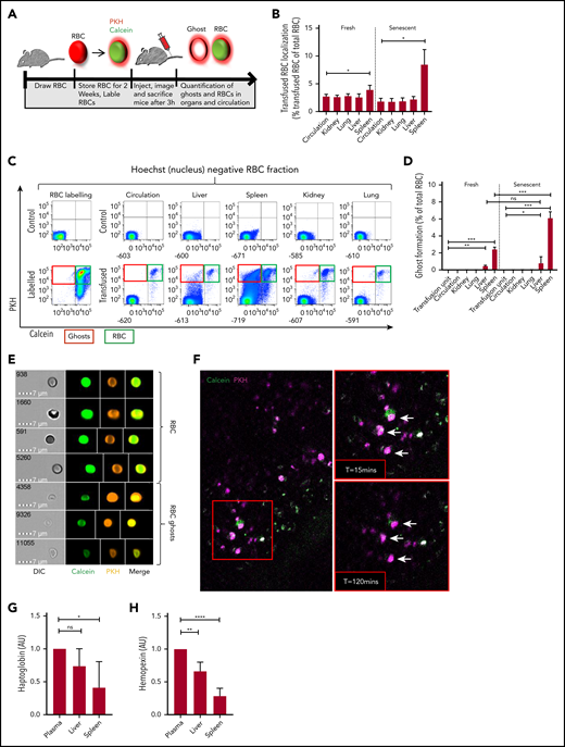 Senescent erythrocytes are prone to hemolysis within the spleen in vivo. (A) Setup used to determine ghost formation in vivo. Mouse erythrocytes were stored in SAGM for 2 weeks (senescent erythrocytes) or freshly drawn and labeled intracellularly with calcein-AM and with the membrane dye PKH26 and transfused into recipient mice. Ghost erythrocytes were detected by flow cytometry (PKH+calceinlo). (B) Mouse organs were injected with collagenase buffer for 5 minutes after which cells and the number of transfused red blood cells (RBCs) in organs and circulation was quantified (autofluorescent−PKH+Hoechst− cells; n = 6). (C) Flow cytometry gating strategy used to detect labeled and transfused mouse RBCs in various organs and the circulation of recipient mice. Cells without a nucleus are depicted on the basis of Hoechst staining. Particularly in the spleen, the calcein signal was partially lost and PKH signal was retained. The top left histogram depicts unlabeled erythrocytes and the bottom left histogram depicts the labeled erythrocytes. In the top row, the 5 columns on the right depict representative histograms of nontransfused mice, and the lower 5 columns depict transfused mice. (D) Quantification of erythrocyte ghosts in the organs and circulation of transfused mice. Ghosts were defined as the fraction of cells that are autofluorescent−PKH+Hoechst−calceinlo (n = 6). (E) Imaging flow cytometric analysis of ghost formation in the spleen of a transfused mouse. The top panel indicates intact erythrocytes (PKH+calcein+) and the bottom panel depicts erythrocyte ghosts (PKH+calcein−). White lines mark cropping lines for each image because the output files were too large. (F) Live imaging of mouse spleen by 2-photon microscopy 2 hours after erythrocyte transfusion. Arrows mark PKH+calcein+ cells that become single positive roughly 2 hours after transfusion (lower right panel). (G-H) Hemopexin and haptoglobin concentrations in mouse organ and circulation-derived plasma was determined by enzyme-linked immunosorbent assay (n = 7, mean ± SD). *P < .05; **P < .01; ***P < .001; ****P < .0001. AU, arbitrary units.