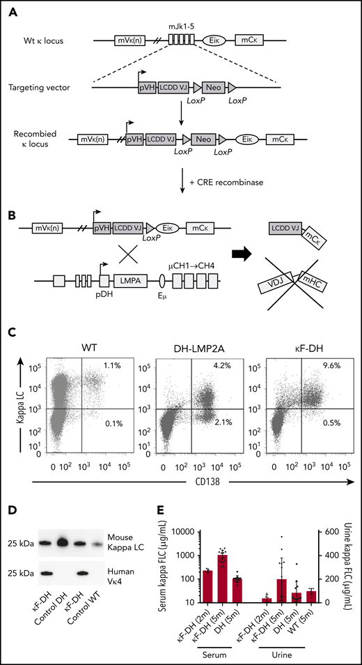 Strategy to produce high amounts of a human κLC in mice. (A) The strategy consists of replacing the Jκ segments in a wild-type (WT) unrearranged mouse κ locus by a human VJ exon/neomycin cassette. The absence of the Jκ segments in the newly recombined κ locus blocks all possibilities of endogenous rearrangements. A Cre-mediated deletion of the neomycin resistance gene leads to the production of a chimeric human VJ/mouse κ constant LC. (B) Breeding with DH mice enables the production of only FLC by B cells and PCs. (C) Flow cytometric analysis of PCs isolated from spleen and stained with anti-mouse CD138 and anti-mouse κ antibodies. Note the increase of PCs in DH models compared with WT and that nearly all PCs are κ+/CD138+ in κF-DH mice. (D) Western blot analysis of the produced κLC in sera of κF-DH, DH, and WT mice with anti-mouse κ antibody (top) and anti-human Vκ4 V domain (bottom). The bands appear at the expected size of 25 kDa, and anti-human Vκ4 antibody reveals only the chimeric κLC of the κF-DH mice. (E) Serum and urine levels (in µg/mL) of κFLC in 2- and 5-month-old κF-DH mice compared with 5-month-old DH and WT mice. The κFLC levels increase in κF-DH mice with age. Serum results are expressed in log scale; means ± standard error of the mean.