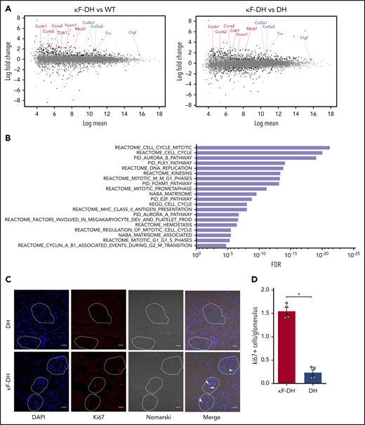 Glomerular transcriptomic analysis of κF-DH. (A) MA plots of normalized transcript values from κF-DH vs WT (left) and κF-DH vs DH (right) glomeruli (n = 4 DH and κF-DH mice and n = 5 WT mice). Examples of overexpressed genes in the cell-cycle (red) and matrisome (blue) pathways are represented. (B) Top 20 enriched pathways based on the C2 canonical pathways from the Molecular Signatures Database (MSignDB v.6.2). All differentially expressed genes in κF-DH compared with both WT and DH glomeruli (supplemental Figure 5A) are included in the analysis (n = 155 upregulated and n = 37 downregulated genes). FDR q values of the overlaps are represented on the bar graphs. (C) Intracellular Ki67 staining on frozen kidney sections of κF-DH compared with DH mice; the analysis was performed in 5-month-old mice. Glomeruli are surrounded, and positive cells appear in red (arrowhead). Scale bars, 30 µm. (D) Mean of Ki67 positive cells in glomeruli of complete kidney section of κF-DH compared with DH mice (n = 4 of each strain). Note the increase of Ki67+ cells in κF-DH glomeruli compared with DH mice. Means ± standard error of the mean, and comparisons between 2 groups were calculated using the nonparametric Mann-Whitney test. *P < .05.