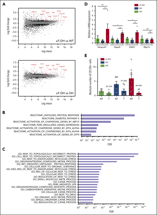 ER stress and sensitivity to PI of κF-DH PCs. (A) MA plots of normalized transcript values from κF-DH vs WT (top) and κF-DH vs DH (bottom) PCs (n = 3 mice of each strain). Overexpressed genes, common in both comparisons, from the REACTOME unfolded protein response (UPR) pathway are represented. (B) Significantly enriched pathways based on the C2 canonical pathways from the Molecular Signature Database (MSignDB v.6.2). Analysis was performed in the 180 upregulated genes in κF-DH vs both controls (WT and DH PCs). FDR q values of the overlaps are represented on the bar graphs. (C) GO biological process enrichment analysis. Enrichment was performed in the 180 upregulated genes in κF-DH vs both controls (WT and DH PCs). FDR q values of the overlaps are represented on the bar graphs. (D) Quantitative transcriptional analysis of ER stress markers Herpud1, Hspa5, Ddit3, and Xbp1s in sorted CD138+ PCs of κF-DH, DH, and WT mice. Increase of Herpud1, Hspa5, and Ddit3 but not Xbp1s in κF-DH transcripts corroborates the transcriptomic analysis (n = 4 mice of each group). (E) Comparison of the absolute number of splenic CD138+ PCs between PI-treated (T) mice and nontreated (NT) mice. Percentage of depletion for each group is indicated over the bars (n = 5-8 mice of each group in 3 independent experiments). Means ± standard error of the mean, and comparisons between 2 groups were calculated using the nonparametric Mann-Whitney test. *P < .05, **P < .01. mRNA, messenger RNA; ns, nonsignificant.