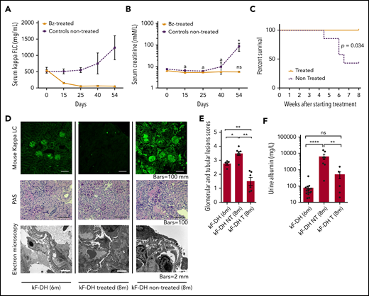 Effect of bortezomib (Bz)/cyclophosphamide–based therapy on survival, renal lesions, and function of kF-DH mice. Serum LC levels (µg/mL) (A) and serum creatinine levels (B) in treated (n = 6) and nontreated (n = 7) κF-DH mice during 8 weeks of treatment. Note the absence of kidney dysfunction in treated mice. Statistics at day 54 compared end of treatment or euthanization with day 0. (C) Kaplan-Meier overall survival analysis of nontreated vs treated kF-DH mice during 8 weeks of treatment (from age 6-8 months). Note that none of the treated mice died during the course of treatment, whereas half of the nontreated control mice died. Results are from 2 independent experiments. (D) Lesion analysis of kidney sections by immunofluorescence microscopy (top), light microscopy (middle), and electron microscopy (bottom) between κF-DH mice at the beginning of treatment and mice treated/nontreated at the end of treatment. Note that deposits revealed by immunofluorescence in nontreated mice or mice at the beginning of treatment totally disappeared in treated mice. LCDD-suggestive lesions are also absent in treated mice (no glomerulosclerosis or thrombotic microangiopathy–like lesions). Original magnification ×200. (E) Comparison of κ LC deposits in kidneys of κF-DH mice at the age at beginning of treatment (6-month-old kF-DH mice, n = 5) and the kidneys of treated and nontreated mice at the end of treatment. Evaluation of total deposits, glomerular and tubular, were performed with anti-mouse κ LC staining by 4 different experimenters (n = 2 blinded experiments). (F) Urine albumin levels in treated (κF-DH T) and nontreated (κF-DH NT) mice at the end of treatment compared with 6-month-old mice (κF-DH). Survival data were analyzed using log-rank (Mantel-Cox) test, and comparisons between 2 groups were calculated using the nonparametric Mann-Whitney test. Means ± standard error of the mean, and only significant P values are indicated. All statistics at 8 months corresponded to end of treatment or euthanization at humane end point. *P < .05, **P < .01, ****P < .0001; n = 3 mice.