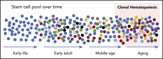 Schematic of development of CH. At birth, the HSC pool is relatively uniform. Over time, somatic mutations accumulate at a rate of ∼10 per year such that all HSCs are slightly different in early adults. These differences manifest in disadvantages and advantages for survival and contribution to peripheral blood production, resulting in some HSCs that “win” with advanced age (red cells at the far right). While expanded clones can be detected in middle age with sensitive sequencing techniques, the current accepted definition is when a clone reaches a proportion of ∼4% of cells measured in the peripheral blood. This equates to a variant allele frequency (VAF) of 2% when the variants (mutations) are heterozygous.