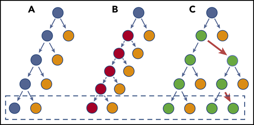 Model of HSC divisions that can result in CH. (A) There is a balance between regeneration of stem cells (blue) and differentiated cells (orange). This schematic does not necessarily imply an asymmetric division, but depicts the net result of the stem cell decisions (dashed box). (B) A stem cell divides faster, but each decision has the same net outcome as in panel A. Therefore, the net, after more cell divisions, does not increase the stem cell pool and does not outcompete normal HSCs. (C) The HSC has a slight bias toward self-renewal. Every few divisions (red arrows), it generates an imbalance such that the net, over time, is generation of more stem cells. The speed with which it results in truly biased outputs will depend on the frequency of imbalanced decisions. For most CH genes, this is probably a very subtle bias initially, explaining the very long time lag for CH to become apparent.