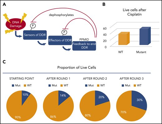 PPM1D mutations contribute to CH by suppressing the DDR and enhancing cell survival. (A) Schematic of the DDR and the role of PPM1D in dephosphorylating the positive regulators of DDR. (B) After 1 round of cisplatin treatment, 16% more PPM1D-mutant cells were alive. (C) If mutant cells start as 10% of the population, after each round of cisplatin, 16% more cells are surviving. This compounds in each round such that the proportion climbs to ∼30% after only 3 rounds. In patients, the mutant cells would be represented as 1 or a few HSCs but would still increase dramatically over time.