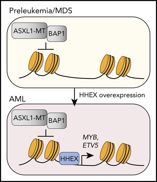 ASXL1 mutant protein (ASXL1-MT) is associated with preleukemic states, including MDS. However, cooperating genetic and/or molecular changes are required for progression of ASXL1-MT–expressing preleukemic cells to AML. HHEX, a homeobox-containing DNA-binding protein, is overexpressed in AML and cooperates with ASXL1-MT to induce AML. HHEX mediates leukemia cell transformation by cooperating with ASXL1-MT to induce expression of MYB and ETV5, which are critical target genes for AML cell viability and prevention of differentiation.