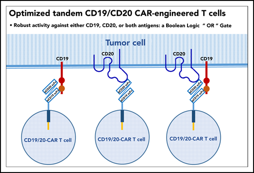 Single chimeric antigen receptor with tandem CD19 and CD20 specificities.