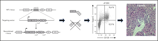 By replacing the Jκ segments of the mouse Ig gene with a human VJ exon/neomycin cassette, all endogenous rearrangement is blocked, which leads to the production of chimeric human VJ/mouse κ constant LC. Breeding with DH-LMP2A mice ensures the production of only free LCs by all B and plasma cells. The high serum concentrations of a monoclonal κ-free LC produced in the development of LC deposition disease is reminiscent of the human disease at 6 months.