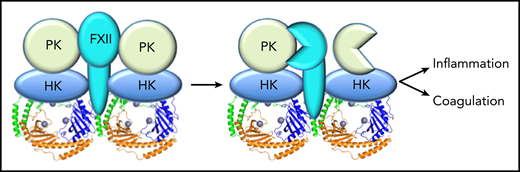 Schematic diagram of a hypothetical FXII, HK, gC1qR, PK (FXII-HK-gC1qR-PK) complex with a 1:2:6:2 stoichiometry. In this proposed model, gC1qR is capable of stimulating reciprocal FXII-PK activation by aligning the activation loops and active sites of the FXII and PK proteases. This results in efficient contact system activation, which then drives inflammation and coagulation. The figure has been adapted from Figure 6 in the article by Kaira et al that begins on page 1685.