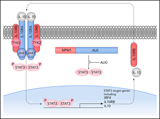 Overexpression of IL10RA leads to crizotinib resistance in ALK+ ALCL cells through an autocrine loop that bypasses the NPM-ALK fusion protein. IL-10 signaling leads to activation of STAT3, which in turn transcriptionally regulates IL10 and IL10RB and promotes cell survival despite inhibition of ALK tyrosine kinase activity. P, phosphorylation. See Figure 5H in the article by Prokoph et al that begins on page 1657.