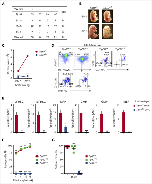 Genetic deletion of Tip60 leads to fetal hematopoietic failure. (A) The genotype distribution of offspring and embryos derived from extensive Tip60f/f × Tip60f/+; Vav-iCre breeding. (B) Representative images of Tip60f/+ and Tip60Δ/Δ (Tip60f/f; Vav-iCre) embryos at E14.5 and E17.5. (C) Average absolute number of nucleated cells from control and Tip60Δ/Δ fetal liver at different gestational ages (n = 3-5 embryos for each genotype for each gestational age). (D) Representative dot plots of flow cytometry analysis of control and Tip60Δ/Δ E14.5 fetal liver cells and frequencies of the gated populations. (E) Absolute number of HSPC subpopulations from control and Tip60Δ/Δ E14.5 embryos from the same littermates: LSK (Lin−c-Kit+Sca-1+), LK (Lin−c-Kit+Sca-1−), LT-HSC (CD34−Flk2−LSK), ST-HSC (CD34+Flk2−LSK), MPP (CD34+Flk2+LSK), GMP (CD34+CD16/32+LK), CMP (CD34+CD16/32−LK), and MEP (CD34−CD16/32−LK). (F) Whole fetal liver cells (1 × 106) from Tip60f/+, Tip60+/Δ, and Tip60Δ/Δ E14.5 embryos were transplanted into lethally irradiated congenic mice (CD45.1+), along with 1 × 105 congenic WBM (CD45.1+CD45.2+) cells. Donor chimerism of recipient PB is shown. (G) Donor chimerism of recipient BM HSCs (CD34+ Flk2−LSK) at 16 weeks after the transplantation. The values are presented as means ± standard error of the mean. Statistical analyses were performed vs Tip60f/+. *P < .05; **P < .01; ***P < .001, ns; not significant.