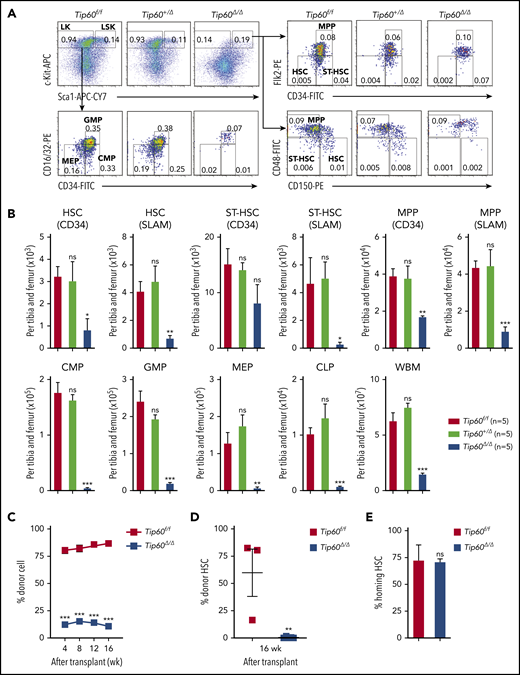 Tip60 is essential for adult HSC maintenance in a cell-intrinsic manner. (A) Male 6- to 10-week-old Tip60f/f, Tip60f/+; Mx1-Cre, and Tip60f/f; Mx1-Cre mice were injected with pIpC for 3 consecutive days. BM cells were analyzed for the frequency of HSPCs by flow cytometry 5 days after the last injection: LSK (Lin−c-Kit+Sca-1+), LK (Lin−c-Kit+Sca-1−), HSC (CD34, CD34−Flk2−; SLAM, CD150+CD48−LSK), ST-HSC (CD34, CD34+Flk2−; SLAM, CD150−CD48−LSK), MPP (CD34, CD34+Flk2+; SLAM, CD150−CD48+LSK), GMP (CD34+CD16/32+LK), CMP (CD34+CD16/32−LK), MEP (CD34−CD16/32−LK), and CLP (Lin−IL7R+c-Kit+Sca1+Flk2+). Representative dot plots and frequencies of the HSPC subpopulation from Tip60f/f, Tip60+/Δ, and Tip60Δ/Δ mice are shown. (B) The absolute number of HSPCs and WBM cells from Tip60f/f, Tip60+/Δ, and Tip60Δ/Δ mice is shown. (C) WBM cells (1 × 106) from control Tip60f/f and Tip60Δ/Δ mice (CD45.2+) were transplanted into lethally irradiated recipient mice (CD45.1+), along with 2 × 105 congenic WBM cells (CD45.1+CD45.2+). Donor chimerism of recipient PB is shown. (D) Donor chimerism of recipient BM HSCs (CD150+CD48−LSK) at 16 weeks after transplantation. (E) CFSE-labeled HSCs were injected into lethally irradiated congenic mice, and homing efficiency was analyzed 16 hours after the injection (n = 3). (F) WBM cells (1 × 106) from Tip60f/f or Tip60f/f; Mx1-Cre mice (CD45.2+) (left) were transplanted into lethally irradiated recipient mice (CD45.1+) along with 2 × 105 congenic WBM cells (CD45.1+CD45.2+). WBM cells (5 × 105) from Tip60f/f or Tip60f/f;Mx1-Cre mice (CD45.2+) (right) were transplanted into lethally irradiated recipient mice (CD45.1+), along with 5 × 105 congenic WBM cells (CD45.1+CD45.2+). pIpC was injected into the recipients 6 weeks after transplantation. Donor chimerism in all nucleated cells of recipient PB are shown. Values are presented as means ± standard error of the mean. Statistical analyses were performed vs Tip60f/f. *P < .05; **P < .01; ***P < .001; ns; not significant