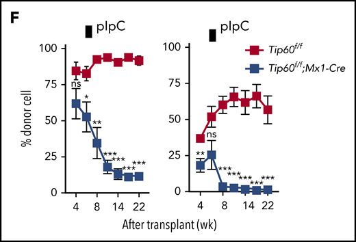 Tip60 is essential for adult HSC maintenance in a cell-intrinsic manner. (A) Male 6- to 10-week-old Tip60f/f, Tip60f/+; Mx1-Cre, and Tip60f/f; Mx1-Cre mice were injected with pIpC for 3 consecutive days. BM cells were analyzed for the frequency of HSPCs by flow cytometry 5 days after the last injection: LSK (Lin−c-Kit+Sca-1+), LK (Lin−c-Kit+Sca-1−), HSC (CD34, CD34−Flk2−; SLAM, CD150+CD48−LSK), ST-HSC (CD34, CD34+Flk2−; SLAM, CD150−CD48−LSK), MPP (CD34, CD34+Flk2+; SLAM, CD150−CD48+LSK), GMP (CD34+CD16/32+LK), CMP (CD34+CD16/32−LK), MEP (CD34−CD16/32−LK), and CLP (Lin−IL7R+c-Kit+Sca1+Flk2+). Representative dot plots and frequencies of the HSPC subpopulation from Tip60f/f, Tip60+/Δ, and Tip60Δ/Δ mice are shown. (B) The absolute number of HSPCs and WBM cells from Tip60f/f, Tip60+/Δ, and Tip60Δ/Δ mice is shown. (C) WBM cells (1 × 106) from control Tip60f/f and Tip60Δ/Δ mice (CD45.2+) were transplanted into lethally irradiated recipient mice (CD45.1+), along with 2 × 105 congenic WBM cells (CD45.1+CD45.2+). Donor chimerism of recipient PB is shown. (D) Donor chimerism of recipient BM HSCs (CD150+CD48−LSK) at 16 weeks after transplantation. (E) CFSE-labeled HSCs were injected into lethally irradiated congenic mice, and homing efficiency was analyzed 16 hours after the injection (n = 3). (F) WBM cells (1 × 106) from Tip60f/f or Tip60f/f; Mx1-Cre mice (CD45.2+) (left) were transplanted into lethally irradiated recipient mice (CD45.1+) along with 2 × 105 congenic WBM cells (CD45.1+CD45.2+). WBM cells (5 × 105) from Tip60f/f or Tip60f/f;Mx1-Cre mice (CD45.2+) (right) were transplanted into lethally irradiated recipient mice (CD45.1+), along with 5 × 105 congenic WBM cells (CD45.1+CD45.2+). pIpC was injected into the recipients 6 weeks after transplantation. Donor chimerism in all nucleated cells of recipient PB are shown. Values are presented as means ± standard error of the mean. Statistical analyses were performed vs Tip60f/f. *P < .05; **P < .01; ***P < .001; ns; not significant