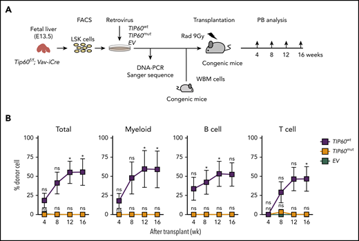 Tip60 acetyltransferase activity is critical for HSC function. (A) The experimental scheme for in vivo repopulating assays: Tip60Δ/Δ (Tip60f/f; Vav-iCre) LSK cells at E13.5 (CD45.2+) were transduced with TIP60wt, TIP60mut (supplemental Figure 4B), and EV plasmid retrovirally, and transplanted into lethally irradiated recipient mice (CD45.1+), along with congenic WBM cells (CD45.1+CD45.2+). Transduction of plasmid DNA was verified by Sanger sequencing of the PCR-amplified genomic products. (B) Chimerism of recipient PB was monitored at different times for 16 weeks after the transplantation. Percentages of donor cells in total (all nucleated cell), myeloid (Gr1+Mac1+), B cells (CD19+B220+), and T cells (CD3+CD4+) of recipient PB are shown. Values are presented as means ± standard error of the mean. Statistical analyses were performed vs EV. *P < .05, ns; not significant.
