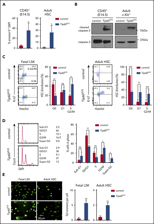Tip60 loss leads to apoptosis and impairs cell cycle progression in HSCs. (A) Annexin V and DAPI staining of CD45+ cells from E14.5 embryos of control (Tip60f/+; n = 3), Tip60Δ/Δ (Tip60f/f; Vav-iCre) (n = 4), and BM CD150+CD48−LSK cells from control (Tip60f/f; n = 3) and Tip60Δ/Δ (Tip60f/f;Mx1-Cre) mice (n = 3) (pIpC injection on days 1-3, and analysis on day 5). Percentages of annexin V+DAPI− cells are shown. (B) Immunoblot analysis of caspase-3 and cleaved caspase-3 using CD45+ cells from E14.5 embryos of control and Tip60Δ/Δ and BM c-Kit+ cells from control (Tip60f/+) and Tip60Δ/Δ mice. (C) Cell-cycle status of fetal LSK (E14.5) (left) and adult CD150+CD48− LSK cells (right) was analyzed by flow cytometry. Representative dot plots (left), with average percentages of cells in each phase (right). (D) DNA content analysis by DAPI staining of LSK cells purified from Tip60f/f and Tip60f/f; Rosa26-CreERT2 embryos at E14.5, treated with 4-OHT in culture for 5 days (left). Percentages of cells in each phase (right). (E) Assessment of DNA breaks by alkaline comet assay. Images of control (Tip60f/+) and Tip60Δ/Δ fetal LSK cells and control (Tip60f/f) and Tip60Δ/Δ adult CD150+CD48−LSK cells (left). Quantitative values of tail DNA moment (right). (F) Images of immunostaining of γ-H2AX in control (Tip60f/f) and Tip60Δ/Δ CD150+CD48−LSK cells (left). Percentages of cells (y-axis) that have a corresponding number of γ-H2AX foci (x-axis) are graphed (right). The values are presented as means ± standard error of the mean. *P < .05; **P < .01; ***P < .001; ns, not significant