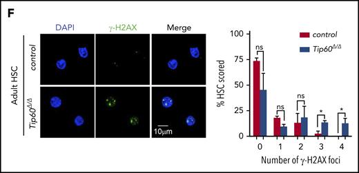 Tip60 loss leads to apoptosis and impairs cell cycle progression in HSCs. (A) Annexin V and DAPI staining of CD45+ cells from E14.5 embryos of control (Tip60f/+; n = 3), Tip60Δ/Δ (Tip60f/f; Vav-iCre) (n = 4), and BM CD150+CD48−LSK cells from control (Tip60f/f; n = 3) and Tip60Δ/Δ (Tip60f/f;Mx1-Cre) mice (n = 3) (pIpC injection on days 1-3, and analysis on day 5). Percentages of annexin V+DAPI− cells are shown. (B) Immunoblot analysis of caspase-3 and cleaved caspase-3 using CD45+ cells from E14.5 embryos of control and Tip60Δ/Δ and BM c-Kit+ cells from control (Tip60f/+) and Tip60Δ/Δ mice. (C) Cell-cycle status of fetal LSK (E14.5) (left) and adult CD150+CD48− LSK cells (right) was analyzed by flow cytometry. Representative dot plots (left), with average percentages of cells in each phase (right). (D) DNA content analysis by DAPI staining of LSK cells purified from Tip60f/f and Tip60f/f; Rosa26-CreERT2 embryos at E14.5, treated with 4-OHT in culture for 5 days (left). Percentages of cells in each phase (right). (E) Assessment of DNA breaks by alkaline comet assay. Images of control (Tip60f/+) and Tip60Δ/Δ fetal LSK cells and control (Tip60f/f) and Tip60Δ/Δ adult CD150+CD48−LSK cells (left). Quantitative values of tail DNA moment (right). (F) Images of immunostaining of γ-H2AX in control (Tip60f/f) and Tip60Δ/Δ CD150+CD48−LSK cells (left). Percentages of cells (y-axis) that have a corresponding number of γ-H2AX foci (x-axis) are graphed (right). The values are presented as means ± standard error of the mean. *P < .05; **P < .01; ***P < .001; ns, not significant
