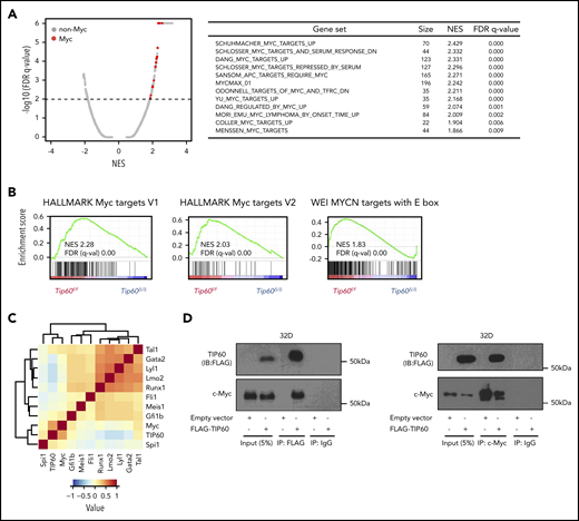 Tip60 regulates Myc target genes. (A) A plot (left) of FDR vs normalized enrichment score (NES) based on GSEA from RNA-seq data of control (Tip60f/f) vs Tip60Δ/Δ LSK cells. Distribution of all transcription factor target gene sets obtained from the MSigDB (c2 and c3) is shown. The red dots indicate the gene sets for Myc and the gray dots, the non-Myc transcription factors. The dashed line represents the FDR cutoff. List of enriched Myc-associated gene sets (right). (B) Representative GSEA plots for Myc target gene sets. (C) Correlation analysis of genome-wide occupancy for Tip60 and 10 transcriptional factors (c-Myc, Tal1, Gata2, Lyl1, Lmo2, Runx1, Fli1, Meis1, Gfi1b, and Spi1) in a murine hematopoietic progenitor cell line, HPC-7, using NPMI. The color intensity represents the correlation efficiency of each 2 transcriptional factors. A total of 3651 c-Myc binding peaks, as well as 4 347 Tip60, 7 596 Tal1, 2 796 Gata2, 3 432 Lyl1, 5 202 Lmo2, 5 992 Runx1, 18 796 Fli1, 7 690 Meis1, 3 279 Gfi1b, and 18 249 Spi1 (PU.1) peaks were identified. (D) Cells of the hematopoietic progenitor cell line 32D were transduced with FLAG-TIP60 plasmid (left). Cell lysates were subjected to immunoprecipitation with FLAG-M2 beads. Proteins present in immunoprecipitates or cell lysates (input) were separated by sodium dodecyl sulfate-polyacrylamide gel electrophoresis and immunoblotted with antibodies for FLAG and c-Myc. Interaction was confirmed by reciprocal coimmunoprecipitation (right).