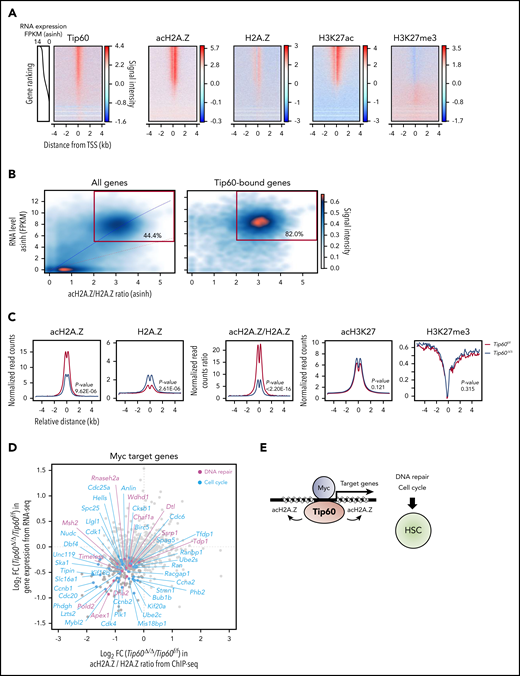 Tip60 maintains the acetylation of H2A.Z to activate Myc target genes. (A) An integrated view of Tip60 occupancy and acH2A.Z, H2A.Z, and H3K27me3 enrichment around TSS (TSS, ±4 kb) in ChIP-seq analysis using wild-type fetal c-Kit+ cells. Genes were ordered according to the expression levels (line plots) from high (top) to low (bottom). The color scale represents changes in signal intensity for each antibody. (B) Cloud plots represent all (left) and Tip60-bound (right) genes, according to the corresponding acH2A.Z/H2A.Z ratio from ChIP-seq and the gene expression level from RNA-seq. Correlation analysis between the acH2A.Z/H2A.Z ratio and the gene expression level is shown. The blue line represents the polynomial regression curve (R2 = 0.7). The red line represents a theoretical linear regression curve (y = x). Genes with a high acH2A.Z/H2A.Z ratio (>2) acH2A.Z and a high RNA level (log2 FPKM >5) are in red rectangles. Tip60-bound genes were identified based on Tip60 enrichment at the proximal promoter region (−1 kb, +100 bp from the TSS). (C) Mean plot of acH2A.Z, H2A.Z, acH2A.Z/H2A.Z ratio, acH3K27, and H3K27me3 enrichment based on relative distance from Tip60-bound proximal promoter regions in both control (purple) and Tip60Δ/Δ fetal c-Kit+ cells (red). Statistical analyses were performed using the Mann-Whitney Wilcoxon method. (D) Myc target genes (n = 816) were identified to be transcribed in both control and Tip60Δ/Δ fetal LSK cells in the RNA-seq analysis. The x-axis indicates log2-fold change in acH2A.Z/H2A.Z ratio at proximal promoter regions induced by Tip60 deletion and the y-axis indicates log2-fold change in gene expression level. DNA repair–related genes (blue) and cell-cycle–related genes (pink) with significant downregulation in their expression levels (P < .05) are labeled. Myc target genes were obtained from the gene sets described in Figure 5A. DNA repair– and cell-cycle–related genes were obtained from Gene Ontology categories GO:0006281 and GO:0007049, respectively. (E) Tip60 maintains HSCs through acetylation of H2A.Z, to activate Myc target genes that regulate cell-cycle and DNA repair processes. FPKM, fragments per kilobase per million.