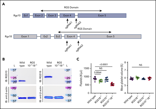 Generation and characterization of Rgs deletion mice. (A) Graphical depiction of Rgs10 and Rgs18 genes. Arrows indicate approximate locations targeted by single guide RNAs during CRISPR-Cas9. In both cases, regions within the sequence that encode the RGS domain were targeted. (B) Representative RGS10 and RGS18 immunoblots (IB) (top) of platelet lysates from RGS10+/+18+/+ (denoted “Wild type”) and RGS10−/−18−/− mice with β-actin (bottom) as the loading control. (C) Platelet counts and mean platelet volume of 8-week-old WT, RGS18−/−, RGS10−/−, and RGS10−/−18−/− mice. At least 9 measurements were collected per genotype. NS indicates P > .05; mean ± SEM.