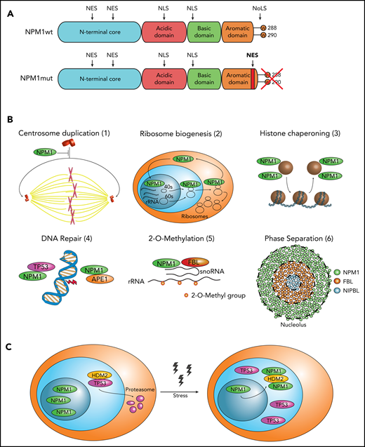 Structure and mutliple functions of NPM1wt. (A) Structure of NPM1wt and mutant NPM1 (NPM1mut) for comparison. NPM1wt and NPM1mut share the same structure, only differing in the very last portion of the C terminus. The hydrophobic N terminus contains 2 weak leucine-rich nuclear export signals (NESs) and a self-oligomerization core responsible for the formation of NPM1 pentamers. The N terminus also acts as a chaperone by preventing protein misfolding in the nucleolus. The central portion of NPM1wt is highly disordered and acidic because it contains two 10- to 20-aa stretches of aspartic and glutamic acid residues whose negative charge is involved in binding of NPM1wt to histones. The central region also contains a bipartite NLS driving the protein from the cytoplasm to the nucleoplasm. The C-terminal basic domain of NPM1wt mediates binding to nucleic acids and TP53. The very last portion of the NPM1wt C terminus, with its highly conserved W288 and W290, forms a globular structure consisting of a 3-helix bundle, which is responsible for its nucleolar localization signal (NoLS). Compared with NPM1wt, the C terminus of NPM1mut loses W288 and W290 (or W290 alone) and gains a new NES. (B) Summary of the multiple functions of NPM1wt. NPM1wt inhibits centrosome duplication (1). During the cell cycle, NPM1wt is released from the centrosome to allow its duplication and the formation of the mitotic spindle. With its predominant nucleolar localization and the ability to bind rRNA and ribosomal proteins, NPM1wt cooperates in ribosome biogenesis (2). NPM1wt is also a histone chaperone (3) with the ability to bind core and linker histones and to regulate the formation of perinucleolar heterochromatin. It is also involved in DNA repair (4); NPM1wt binds to TP53, enhancing its stability and transcriptional activity, as well as to APE1, regulating its endonuclease activity depending on the type of DNA damage. All of the above functions have been reviewed extensively.6-9 More details regarding the involvement of NPM1wt in other recently reported functions, such as 2′-O-methylation of rRNA (5) and LLPS in the nucleolus (6) are provided in the text. (C) Schematic representation of NPM1wt behavior upon nucleolar stress. Nucleolar stress through the inhibition of RNA polymerase I results in the spread of NPM1wt from the nucleolus to the nucleoplasm. There, NPM1wt can bind and inhibit HDM2, a protein with E3 ligase activity that promotes TP53 degradation through the proteasome. HDM2 inhibition results in increased levels of TP53, cell cycle arrest, and apoptosis. FBL, fibrillarin; NIPBL, nipped-B-like protein; snoRNA, small nucleolar RNA.