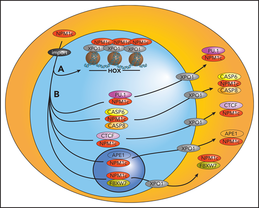 Proposed model of the pathogenesis of NPM1-mutated AML. Mutant NPM1 promotes leukemogenesis by interacting with chromatin-bound XPO1 at HOX loci to facilitate their expression (A) and binding and exporting several nuclear proteins, including tumor suppressors and transcription factors, to the cytoplasm, likely inhibiting their normal functions (B). import, importin α/β.