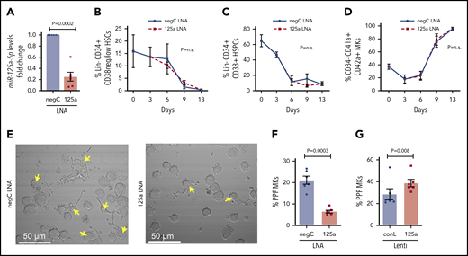 miR-125a-5p regulates MK PPF. (A-F) LNAs were used to inhibit miR-125a-5p (“125a LNA” throughout figure). (A) Fold change of miR-125a-5p compared with control after LNA inhibition (n = 6). (B-D) Flow cytometric analysis of the effect of miR-125a-5p inhibition on (B) HSCs, (C) HSPCs, and (D) mature MKs at days 0, 3, 6, 9, and 13 (n = 3). (E) Representative brightfield images of MKs with PPs (arrows) after miR-125a-5p inhibition. Scale bar, 50 μm. (F) Plot of percentages of day 13 cells with PPs after treatment with LNA inhibitors, scored blinded as to the treatment group (n = 6). (G) Plot of percentages of day 13 cells with PPs after transduction with miR-125a-5p overexpressing lentivirus. conL lenti, a mutated sequence of miR-125a-5p lentiviral plasmid used for transduction assays as a negative control (n = 6); negC LNA, negative LNA control; n.s., not significant.