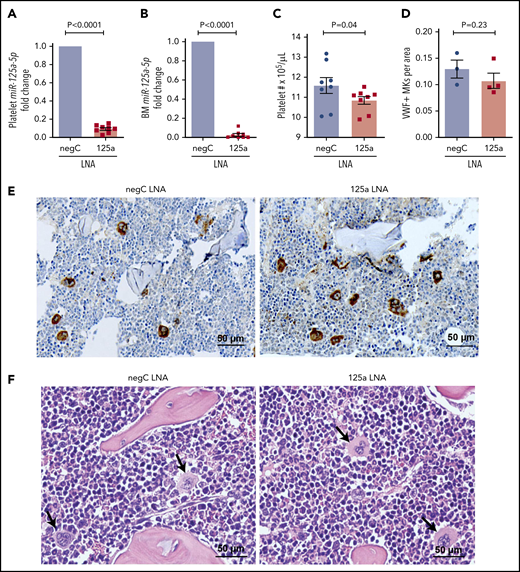 miR-125a-5p regulates platelet count in vivo. LNAs to miR-125a-5p (125a LNA) or negative LNA control (negC LNA) were administered intraperitoneally to C57BL/6 WT mice every other day for 9 days. On day 10, mice were euthanized and assays performed. Fold changes in murine platelet (A) and BM (B) miR-125a-5p levels compared with negC LNA control (n = 8 in each group). (C) Platelet counts from both groups of mice (n = 8). (D) Quantification of von Willebrand factor (VWF)-positive MKs in BM of mice femurs per area (scored blinded as to the treatment group) (n = 3 for negC LNA and n = 4 for 125a LNA). (E) Representative image of VWF immunohistochemical staining of BM (n = 4 in each group). (F) Representative hematoxylin-and-eosin staining of BM (n = 4 in each group). Arrows indicate MK. (E-F) Scale bar, 50 μm.