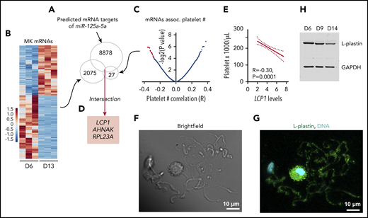 L-plastin identified as a candidate target of miR-125a-5p. (A) Predicted mRNA targets of miR-125a-5p were identified (total, 8878). (B) Heat map displaying differential gene-expression patterns of CD61-purified cultured MKs during differentiation for day 6 (D6) vs day 13 (D13) (n = 3 independent cords). Only mRNAs that showed downregulation during MK differentiation (total, 2075) were further considered. (C) Volcano plot shows platelet mRNA association with human platelet count. Only 27 mRNAs (red dots, some data points are superimposed) that were negatively associated with platelet count (adjusted P < .05) were considered. (D) Intersection of candidate targets from panels A-C. (E) Plot of Pearson correlation (R) between platelet count and LCP1 mRNA levels. Dotted lines, 95% confidence intervals. (F-G) Representative images of day 14 cultured MKs. Scale bar, 10 μm. (F) Brightfield and (G) L-plastin (green) and 4′,6-diamidino-2-phenylindole (DAPI), a nuclear stain (cyan) in round MK and PPs. (H) Representative immunoblot shows L-plastin protein levels in CD34+ cord blood–derived MK cultures at days 6, 9, and 14. GAPDH, glyceraldehyde-3-phosphate dehydrogenase.