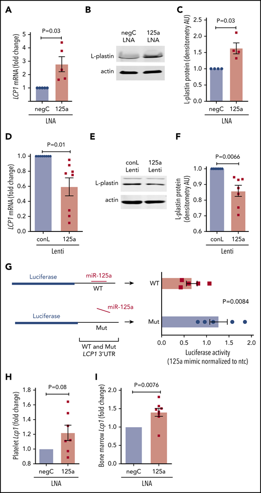 miR-125a-5p directly regulates L-plastin expression. (A) Real-time quantitative polymerase chain reaction (qPCR) quantification of MK LCP1 mRNA after LNA inhibition of miR-125a-5p (125a LNA) shown as fold change vs negative LNA control (negC) (n = 5). (B) Representative immunoblot of MK L-plastin after miR-125a-5p inhibition. (C) Fold changes of densitometric quantification of L-plastin immunoblots after miR-125a-5p inhibition vs negC, normalized to actin (n = 4). (D) Real-time qPCR quantification of MK LCP1 mRNA fold change after miR-125a-5p (125a Lenti) or control (conL) lentiviral overexpression (n = 8). (E) Representative immunoblot of MK L-plastin after miR-125a-5p overexpression. (F) Fold changes of densitometric quantification of L-plastin immunoblots after miR-125a-5p vs conL overexpression, normalized to actin (n = 7). (G) Luciferase reporter constructs with WT or mutated (Mut) 3′ UTR of LCP1 (left) were cotransfected into HEK293T with a pre-miR precursor of miR-125a-5p (mimic) or a nontargeting miR negative control (ntc) and assayed for luciferase activity (n = 5). (H-I) In vivo murine Lcp1 mRNA levels were assessed by real-time qPCR from mice injected with LNAs as in Figure 3. Fold changes are shown for miR-125a-5p vs negC LNA groups. (H) Purified mouse platelets (n = 7). (I) BM from mouse femurs (n = 8). AU, arbitrary unit.